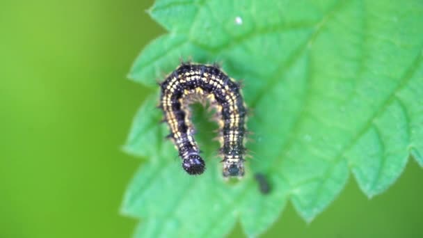 Caterpillar Sienta Hoja Macro Primer Plano Insectos Naturaleza — Vídeos de Stock