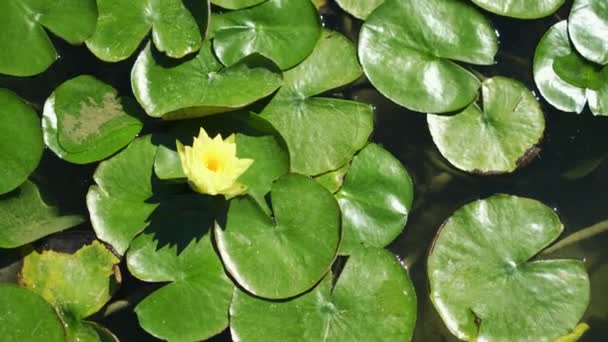 Lotus Kvetoucí Jezírku Obklopený Listy Lotosová Voda Lilie Květiny Zelené — Stock video