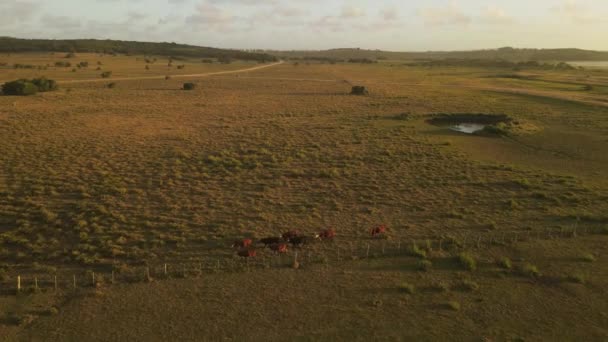 Stádo Krav Kráčejících Velkém Poli Při Západu Slunce Krávy Pasoucí — Stock video