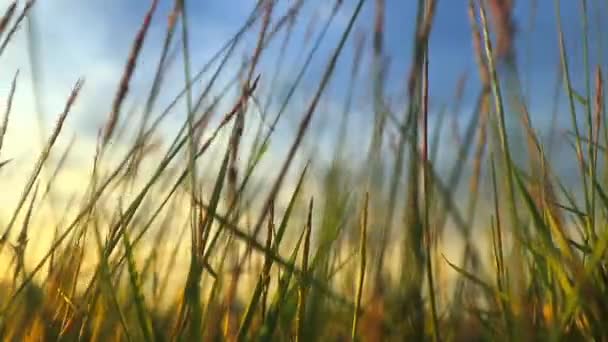 Low Angle Pov Shot Blades Grass Illuminated Light Morning Sun — стоковое видео