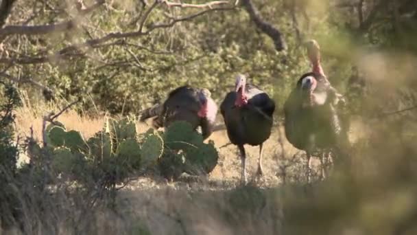 Turkeys Wild — Video