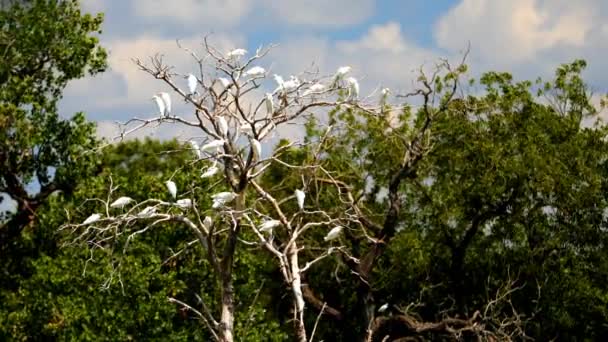 Migratory Cow Egrets Gather Old Dead Tree Pond Always Look — Wideo stockowe