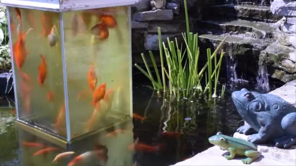 Dit Een Van Twee Open Bodem Aquariums Waarom Koi Vijver — Stockvideo