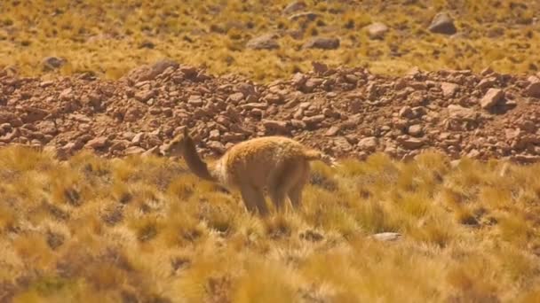 Смішний Знімок Віку Бере Лайно Пустелі — стокове відео