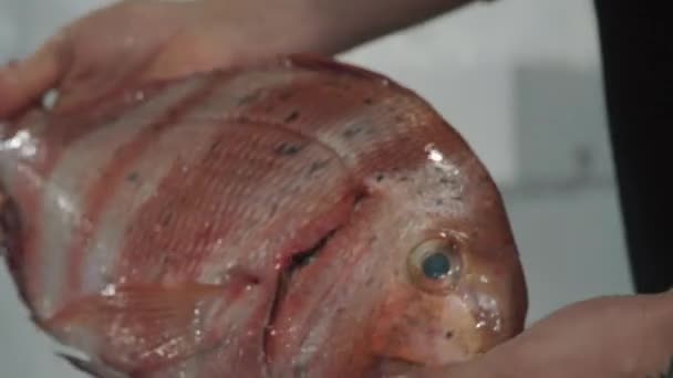 Hände Mit Roter Dorade Bei Der Untersuchung Auf Dem Fischmarkt — Stockvideo
