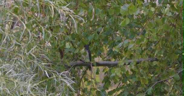 Ein Eisvogel Sitzt Auf Einem Ast — Stockvideo