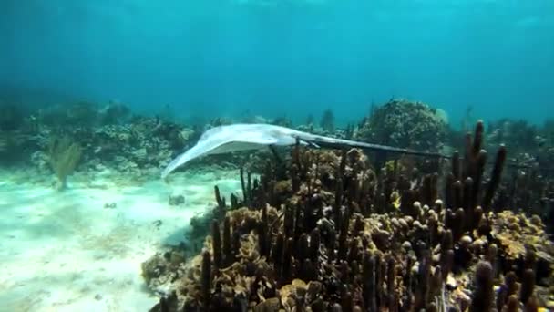 Caribbean Ocean Wildlife Video — ストック動画