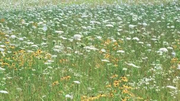 Field Full Queen Ann Lace Wild Carrot — Stock Video