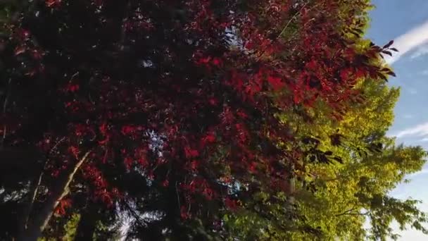 Toto Záběr Zblízka Stromy Rostliny Nebo Květiny — Stock video