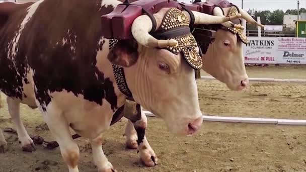 Animais Espécie Bovina Carga — Vídeo de Stock