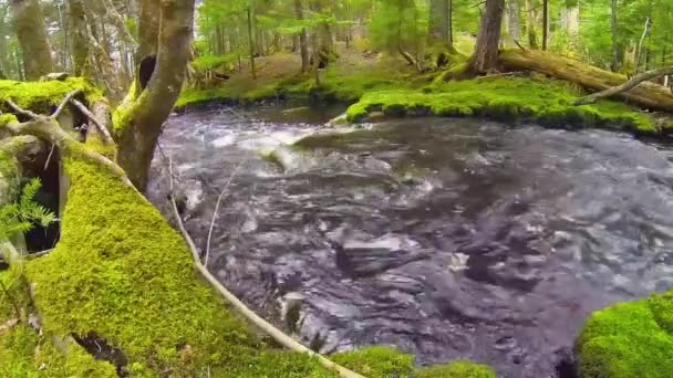 Beauté Être Dans Une Forêt Sombre Profonde — Video