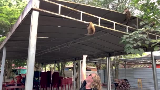 Capuchinho Negro Sapajus Nigritus Também Conhecido Como Macaco Prego Mata — Vídeo de Stock