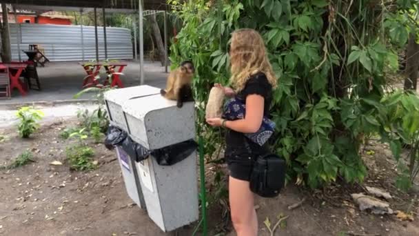 Woman Feeding Monkey Urban Zone Brazil — Stockvideo