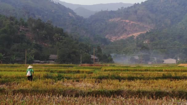 Reisfelder Vietnam Frau Mit Traditionellem Hut — Stockvideo