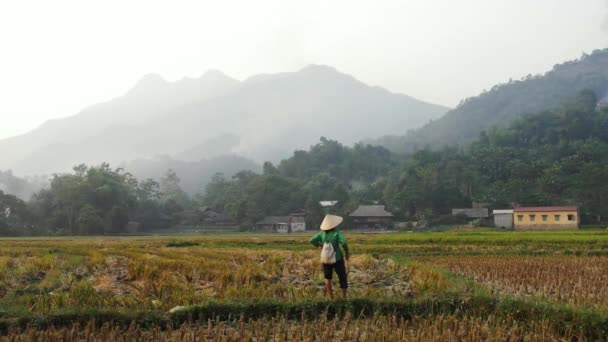 Traditional Vietnam Rice Farmer Standing Field Scene — Stock Video