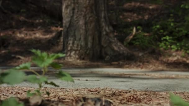 Primer Plano Paso Alguien Que Está Corriendo Rápido Por Bosque — Vídeo de stock