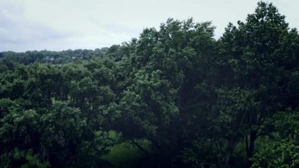 Vzduch Stoupající Nad Velké Stromy Odhalující Velkou Travnatou Mýtinu — Stock video