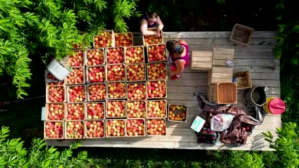 Flygfoto Tittar Rakt Ner Traktorn Med Flatbädd Persikofruktträdgård Skörden — Stockvideo