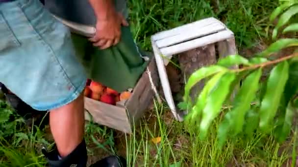 Farmer Dumping Peaches Wooden Crate Picking — Stock Video
