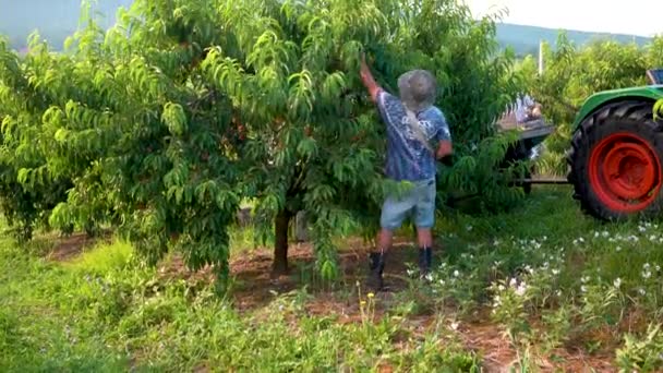 Farmer Picking Peaches Peach Orchard — Stock Video