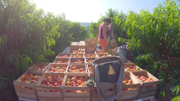 Anhänger Beladen Mit Pfirsichen Und Frauen Die Kisten Mit Pfirsichen — Stockvideo