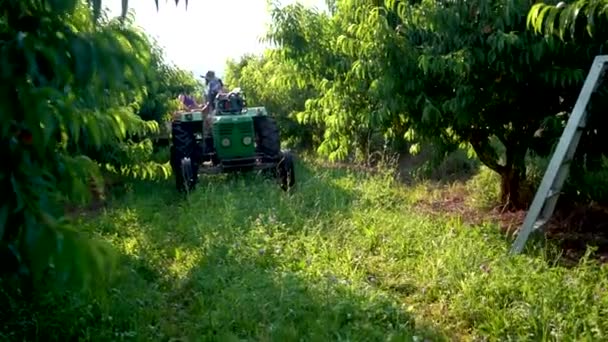 Farmer Moving Tractor Flatbed Peach Orchard — Vídeo de Stock
