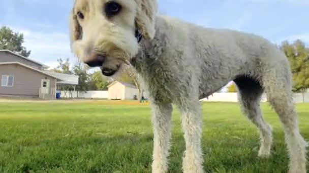 Dit Kleuter Meisje Speelt Apporteren Met Een Witte Hond Rennen — Stockvideo