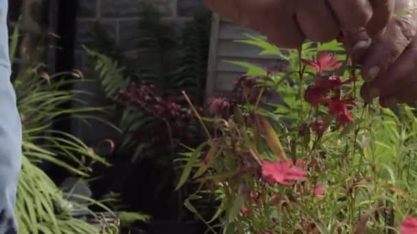 Handen Van Tuinman Bijwonen Van Bloemen Tuin Close Schot — Stockvideo