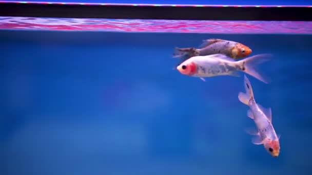 Shubunkin Fish Swimming Together New Freshly Set Aquarium Tank — ストック動画