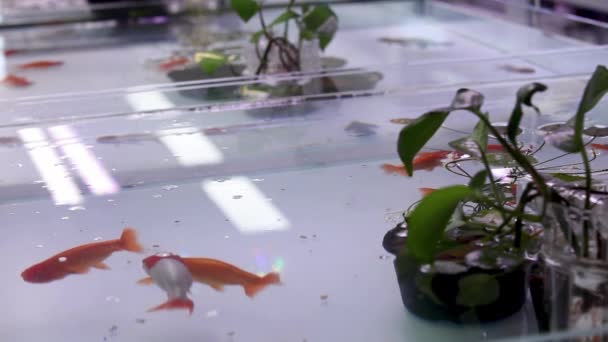 Open Fresh Water Fish Tank Aquarium Displayed New Retail Space — Stockvideo
