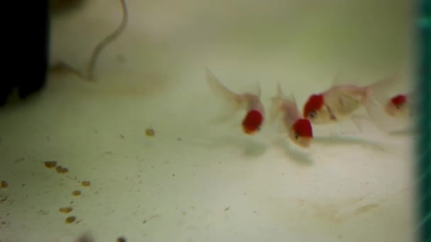 Orange Goldfish Searching Food New Open Tank — Vídeos de Stock