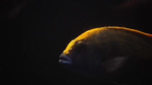 Mörk Och Olycksbådande Fisk Och Akvarium Lurar Grunt Kameran Kokar — Stockvideo