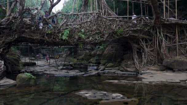 Puente Ruta Viviente Construido Por Naturaleza Los Bosques Desde Ángulo — Vídeos de Stock