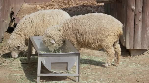 Zwei Weiße Schafe Fressen Gras Und Heu Auf Einer Farm — Stockvideo