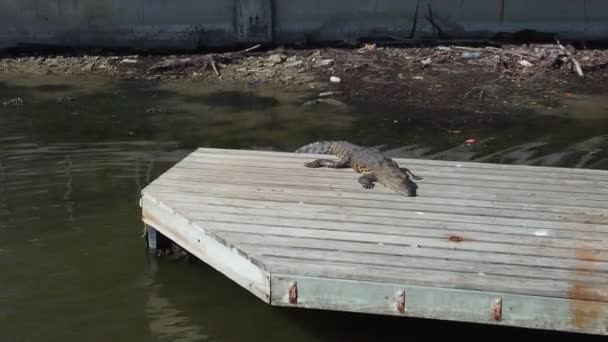 Crocodile Standing Own Quay Sun Move Middle Lake Inn City — Stockvideo