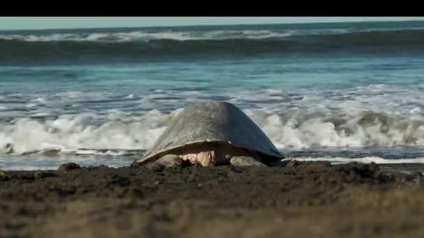 Yorgun Kaplumbağa Dalgaların Çarpmasını Bekler Sonra Yüzer — Stok video