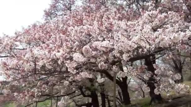 Найкращий Цвіт Вишні Йокогамі — стокове відео