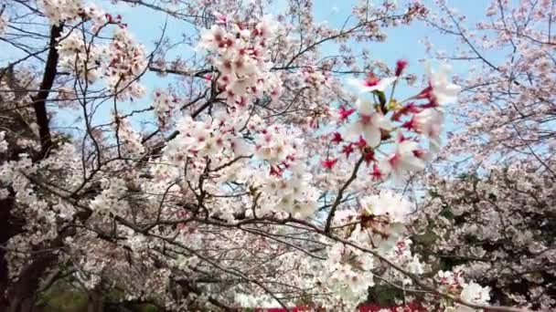 Καλύτερο Άνθος Κερασιάς Στη Γιοκοχάμα — Αρχείο Βίντεο