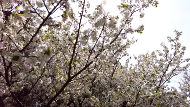 Najlepszy Kwiat Wiśni Jokohamie — Wideo stockowe