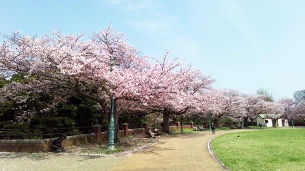 横滨最好的樱花 — 图库视频影像