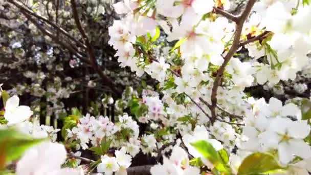Najlepszy Kwiat Wiśni Jokohamie — Wideo stockowe