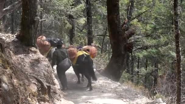 Pangboche Nepal March 2022 Yaks Walking Trail Himalayan Mountains Way — Stock Video