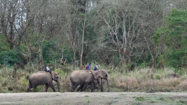 Читван Непал Февраля 2022 Года Некоторые Одомашненные Слоны Идут Работать — стоковое видео