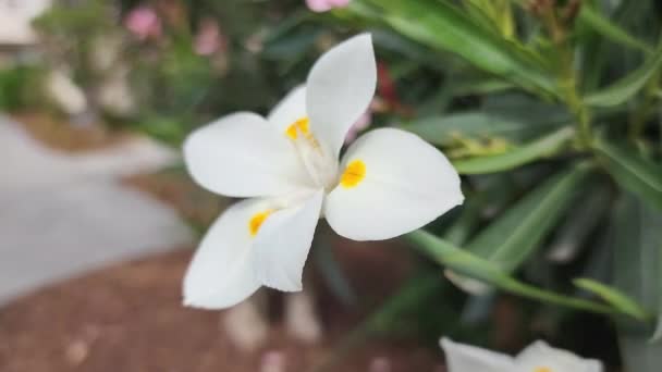 Petalo Bianco Africano Iris Morea Davanti All Appartamento — Video Stock