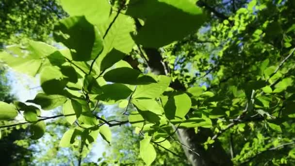 Geweldig Uitzicht Bodem Van Bomen Zon Zichtbaar Door Groen Gebladerte — Stockvideo