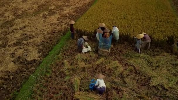 Tradiční Asijská Sklizeň Rýže Bali Indonésii Coutryside Crop Harvestscene Letecký — Stock video