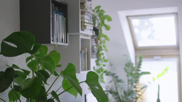 Woonkamer Vol Met Groene Planten Bladplanten — Stockvideo