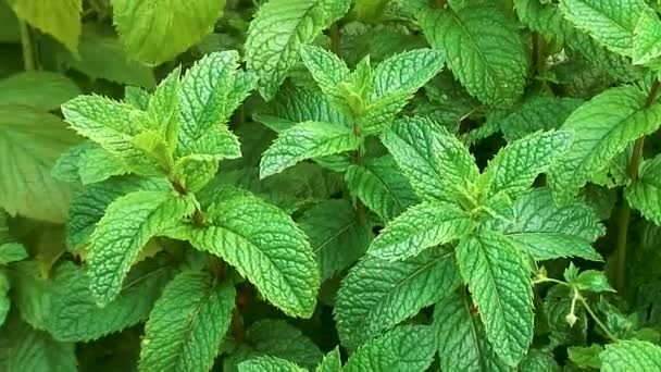 Garden Mint Green Leaved Herb Growing Herbal Garden — Stockvideo