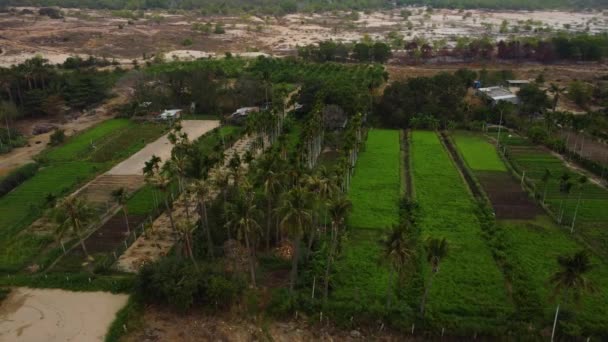 Landbouwvelden Het Midden Van Zandduin Woestijn Land Vietnam Luchtcirkeling — Stockvideo