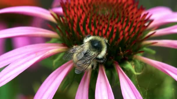 Méhecske Elfoglalt Gyűjtése Pollen Gyönyörű Színes Virágok Makró Lövés — Stock videók